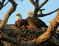 Bald Eagles Tending the Nest - Florida