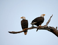Bald Eagle Pair - Florida