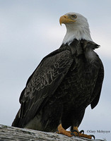 Bald Eagle - Homer, Alaska
