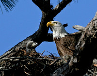 Bald Eagle and Eaglet - Florida