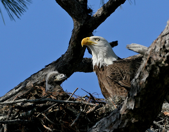 Bald Eagle and Eaglet - Florida