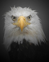 Bald Eagle - Homer, Alaska
