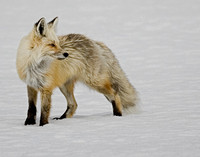 Red Fox - Yellostone NP