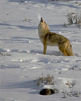 Coyote - Yellowstone