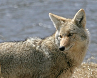 Coyote - Madison River, Wyoming