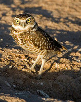 Burrowing Owl, Gila River, Az.