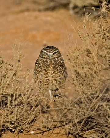 Burrowing Owl. Az