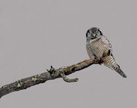 Northern Hawk Owl - Meredith, NH