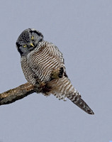 Northern Hawk Owl - Meredith, NH