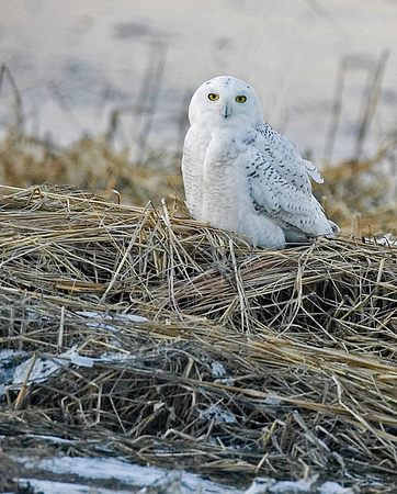 Snowy Owl - Long Beach, Ct