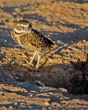 Burrowing Owl. Gila River. Az.
