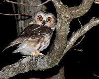 Saw Whet Owl - Massachusettes