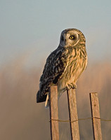 Short-eared Owl - Charlestown Beach, RI