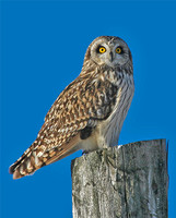 Short-eared Owl - Ft. Edwards Grasslands, NY