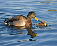 Love Ducks. Az