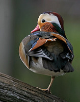 Mandarin Duck Drake - Livingston Ripley Bird Sanctuary, Connecticut