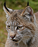 Lynx -  Triple DDD, Montanta