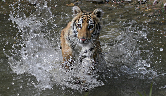 Bengal Tiger -  Triple DDD, Montanta