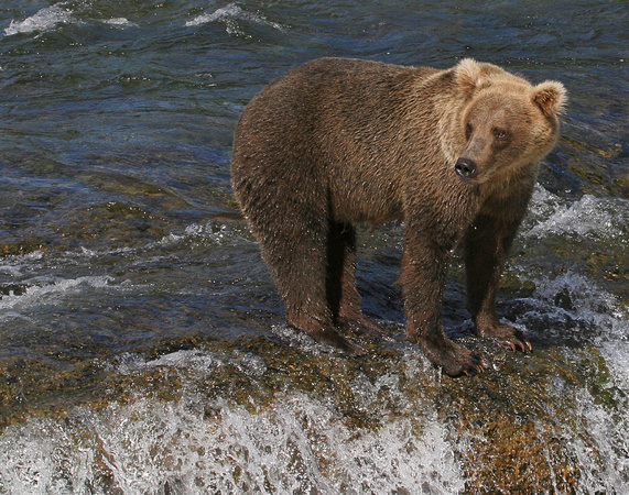 Alaskan Brown Bear - Brooks Falls