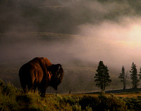A 2010 Season in Yellowstone
