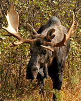 Bull Moose - Baxter SP, Me