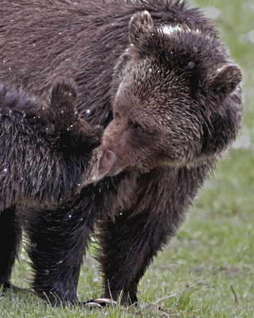 Grizzly Love - Sedge Bay