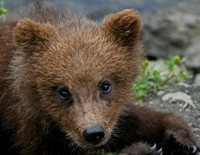 Alaskan Brown Bear Cub - Katmai NP