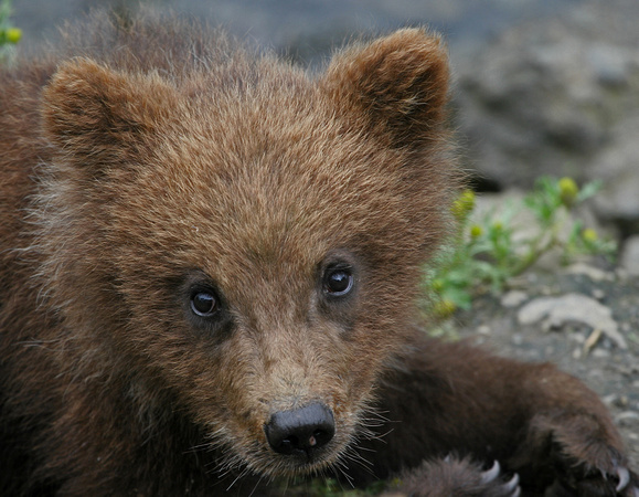 Alaskan Brown Bear Cub - Katmai NP