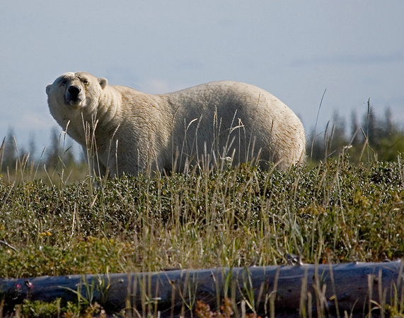 Polar Bear - Cape Tatnum, Manitoba