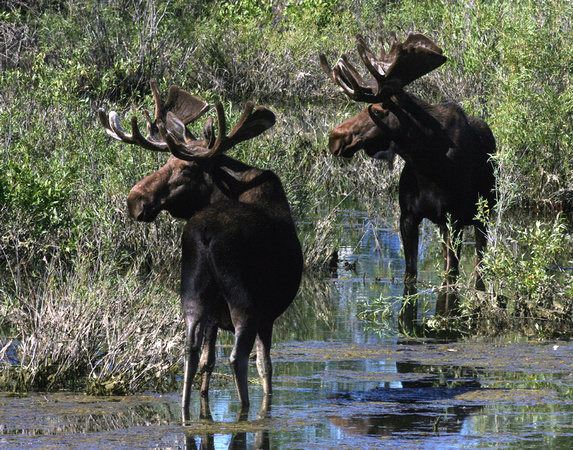 Pair at Pilgrim Creek