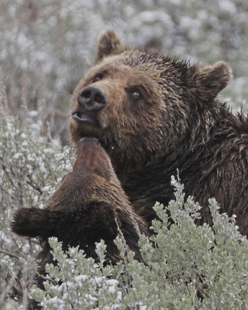 Grizzly Love - Sedge Bay