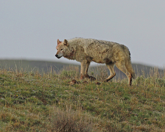 Gray Wolf - Canyon Pack