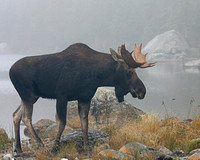 Bull Moose - Baxter SP, Me