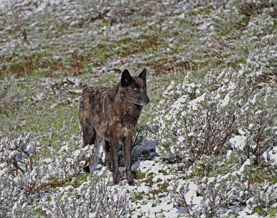 Black Wolf - Canyon Pack