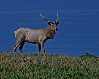 Tule Elk - Pt. Reyes National Seashore, Ca