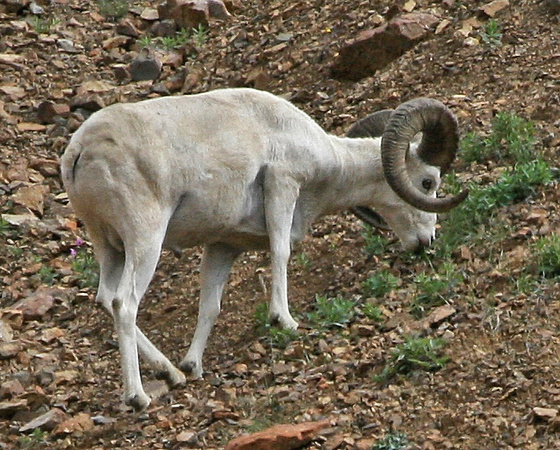 Dall Sheep - Denali NP