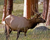 Adolescent Bull Elk - Rocky Mountain NP