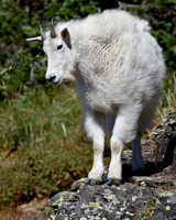 Mountain Goat - Glacier NP
