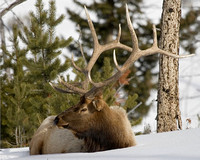 Bull Elk - Yellowstone