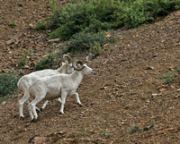 Dall Sheep - Denali NP