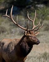 Bull Elk - Rocky Mountain NP