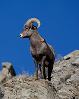 Big Horn Sheep - Montana