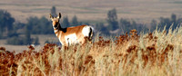 Pronghorn Antelope - Montana