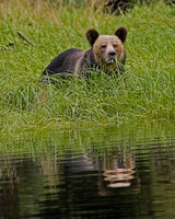 Grizzly Bear - Great Bear Rainforest, BC