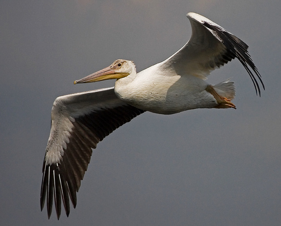 White Pelican - Manitoba, Canada