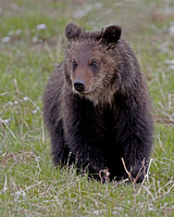 Grizzly Yearling