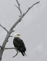 Bald Eagle in Snow Storm - Yellowstone, NP