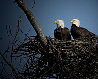 Nesting Bald Eagles - Connecticut River