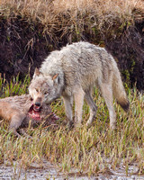 Canyon Pack Wolf Kill - Alum Creek
