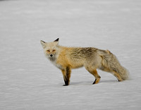 Red Fox - Yellowstone